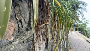 A close-up view of long, slender green and brown leaves hanging over a textured grey stone wall.

