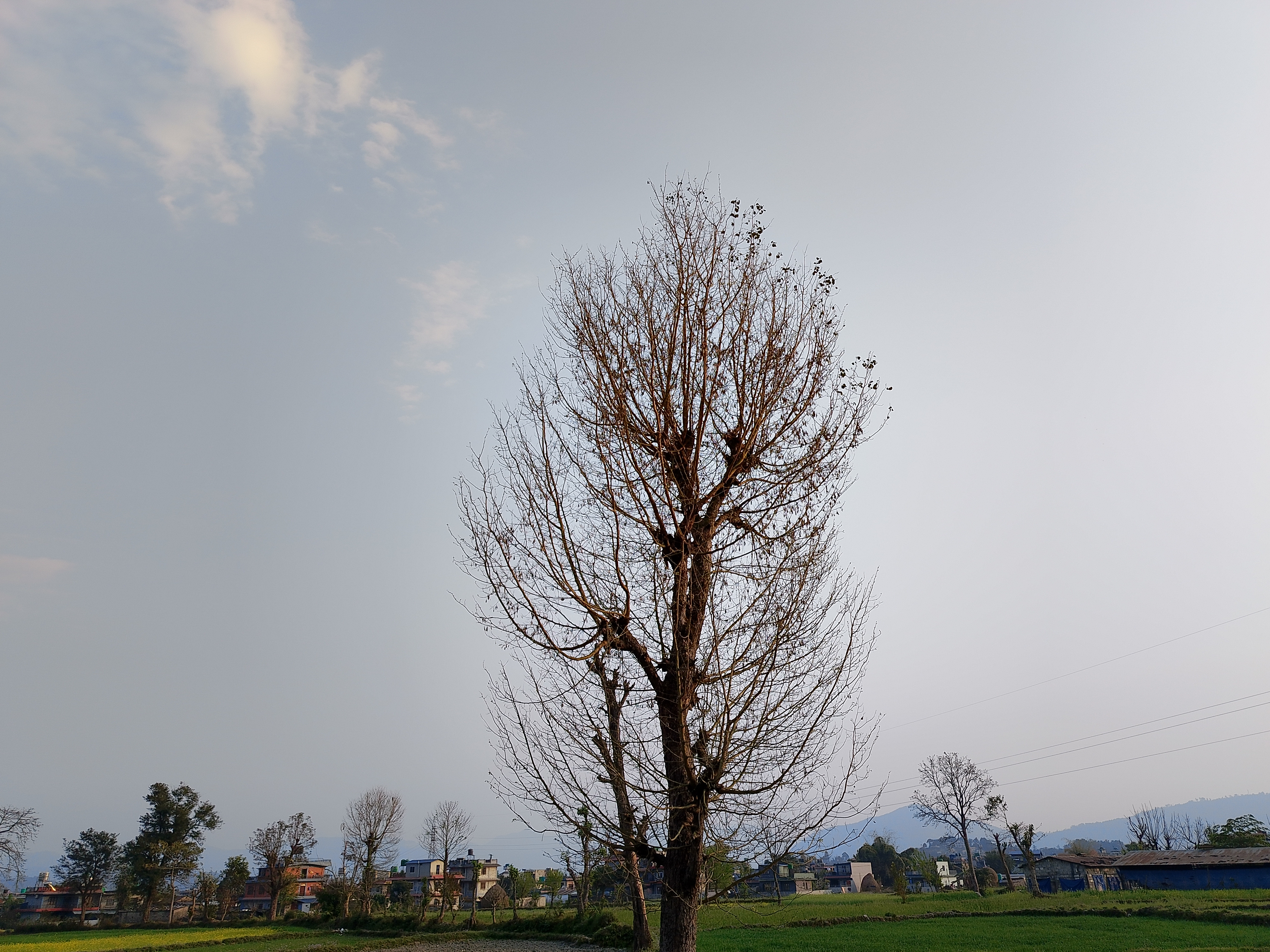 A tall, bare tree stands prominently in an open field, its branches stretching out without leaves. The tree is surrounded by shorter trees in the background. There's a horizon line of distant hills, while a few scattered houses are visible nearby. The sky above is mostly clear, with a few wispy clouds, creating a calm atmosphere. The landscape is t