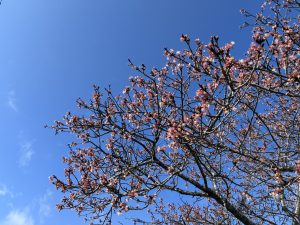 Kawazu cherry blossoms against a blue sky.