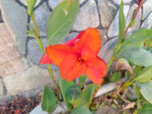 A bright orange flower with velvety petals stands out against a textured stone wall.