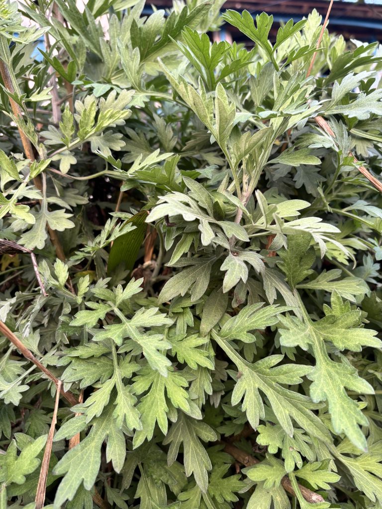 A dense cluster of green leaves with a mix of smooth and serrated edges, lying closely together.