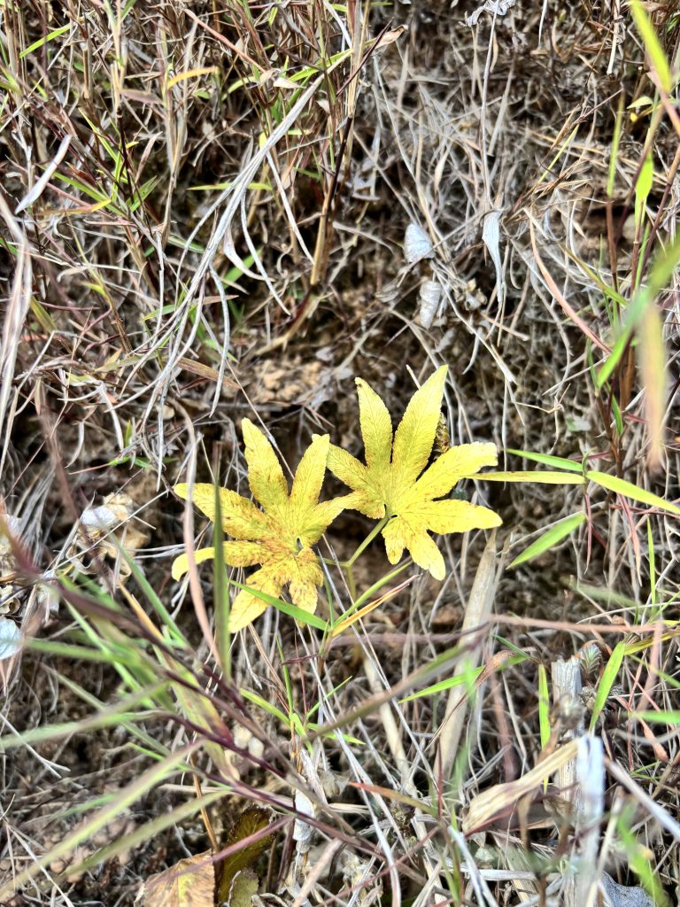 Two yellow leaves are situated on a bed of dried grass and foliage, surrounded by various shades of green and brown vegetation.