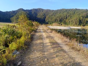 
A dirt path runs alongside a calm body of water, bordered by lush green vegetation.
