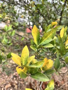 Close-up view of green and yellow leaves on a bush, with some leaves showing signs of yellowing and potential environmental stress.
