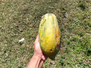 A hand holding a large, yellowish-green papaya fruit, set against a background of dry grass and small patches of green vegetation. 