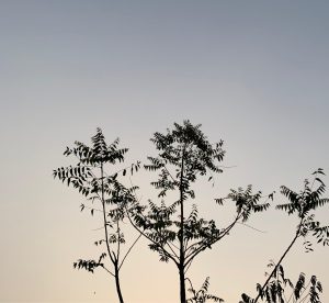 A young tree silhouette with delicate branches against a soft blue-to-orange sky.