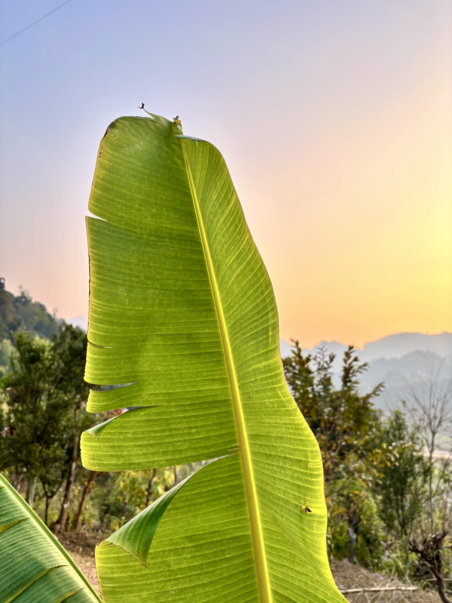 A close-up of a large banana leaf with jagged edges, set against a soft gradient background of orange and purple hues, sugges