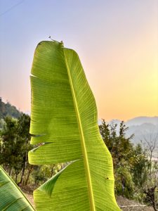 A close-up of a large banana leaf with jagged edges, set against a soft gradient background of orange and purple hues, suggesting a sunset.