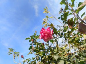 A single pink rose blooms amidst green leaves, under a bright blue sky with soft clouds