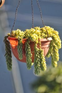 A hanging terracotta pot filled with lush, green succulent plants