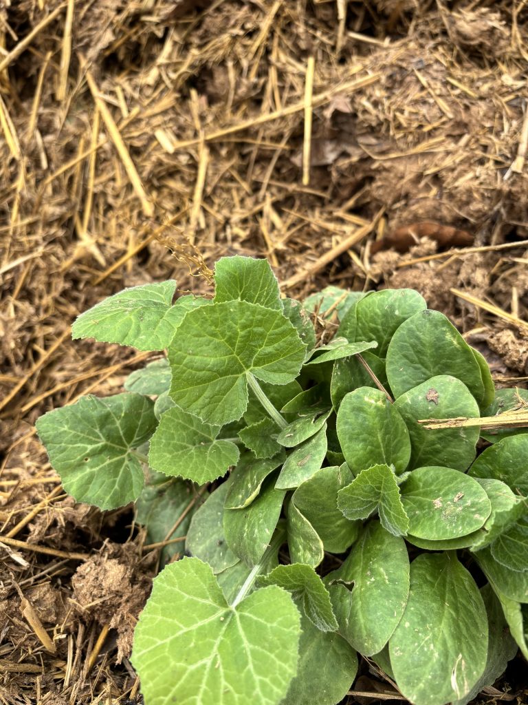 A close-up view of a cluster of green leaves emerging from dark, rich soil mixed with straw.