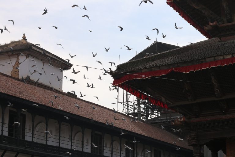 This image captures a moment in Kathmandu Durbar Square, a UNESCO World Heritage site in Nepal known for its historic temples and vibrant atmosphere. The pigeons shown are a common feature of the square, often gathering in large numbers around the temples and historic buildings.