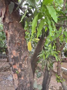 A close-up view of a jackfruit tree. The tree trunk is rough and dark brown with visible textures and knots. Hanging from the branches are several green jackfruits