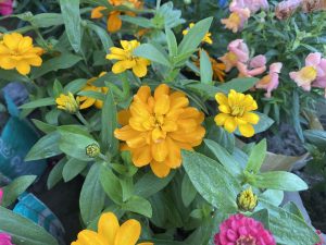 Bright orange zinnias in the foreground with green leaves, and pink flowers blooming in the background.