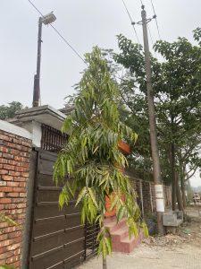 Young tree with slender leaves on a sidewalk beside a brick wall and gate. Streetlight and power lines in the background on an overcast day.