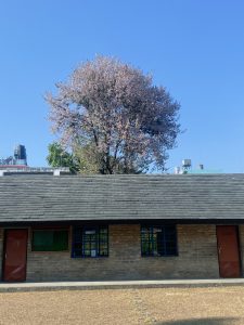 A clear blue sky serves as the background for a picturesque scene featuring a blossoming pink tree towering above a low stone building with a slanted roof. 