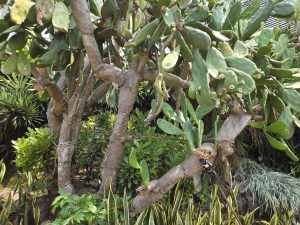 A large, multi-stemmed cactus with thick, flat pads in various shades of green.