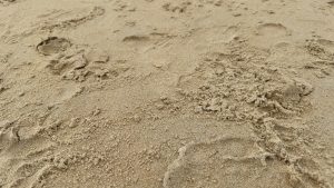 A close-up of sandy ground with various footprints and patterns, showcasing the texture of the sand