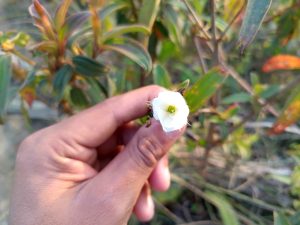 A hand holding a delicate white flower in a natural outdoor setting.