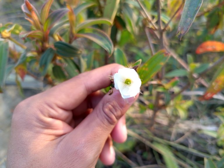 A hand holding a delicate white flower in a natural outdoor setting.