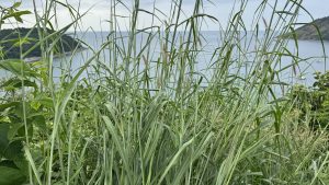 Tall wild grass with feathery seed heads in focus, with a blurred coastal bay and sailboats in the background.