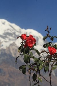 A close-up view of vibrant red roses with lush green leaves in the foreground, set against a backdrop of snow-capped mountains under a clear blue sky