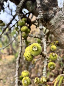 
A close-up photograph of a tree branch featuring several small, round, green fruits with varying textures.