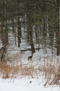 A deer at the edge of a snowy field and an evergreen forest.