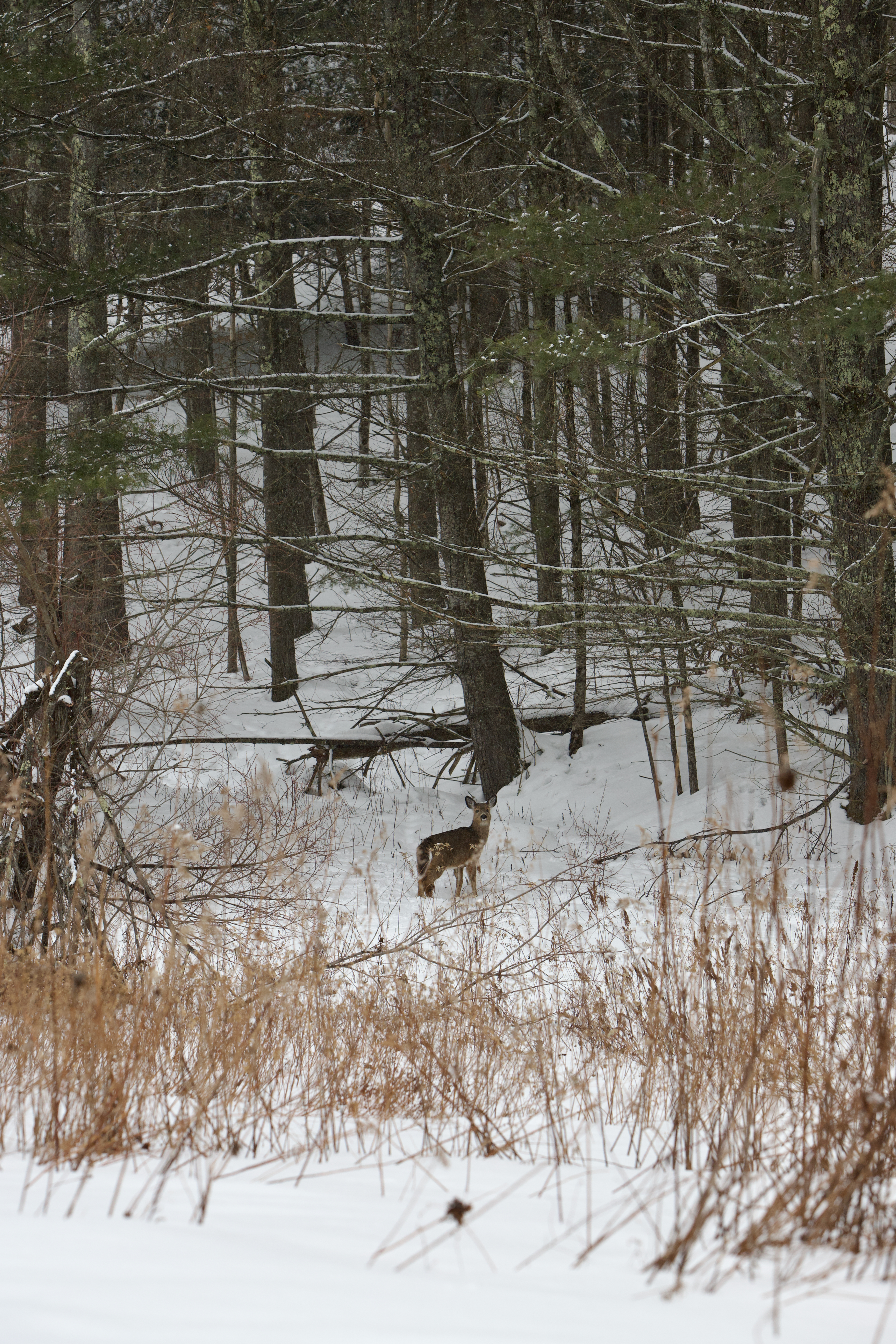A deer at the edge of a snowy field and an evergreen forest.