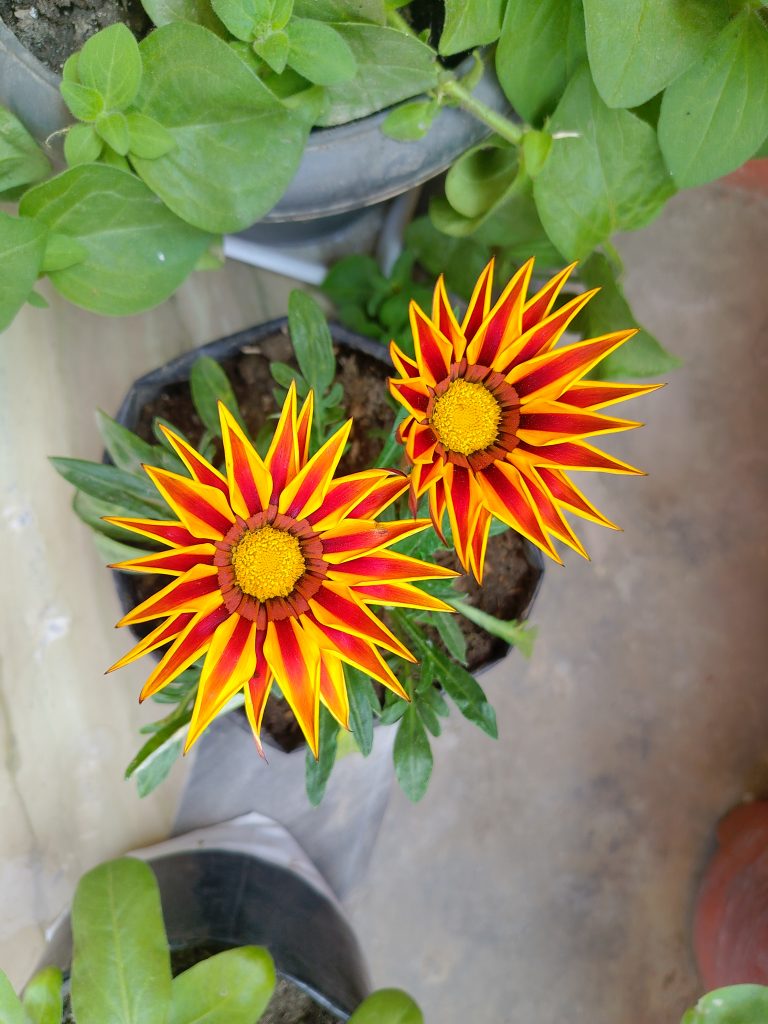 Two star-shaped flowers with bright yellow and red petals.
