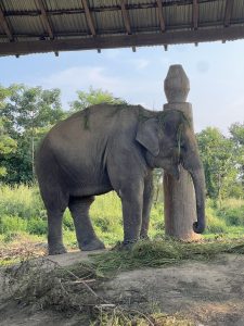 
A large elephant stands near a wooden post under a shelter.