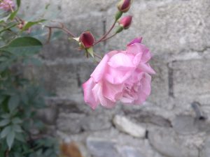 
A close-up of a pink rose blossom with slightly curled petals, surrounded by several rosebuds on a stem. 