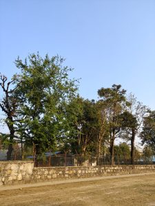A clear sky above a landscape featuring a variety of trees, including lush green foliage and several taller, leafless trees.