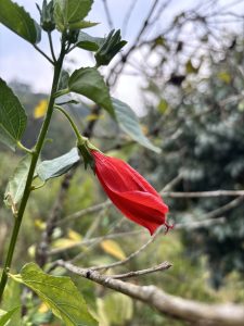 A close-up view of a red flower with elongated petals, attached to a green stem that has several leaves.