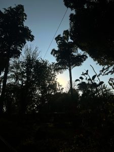 A dark silhouette of tall trees against a bright, hazy sun low in the sky.