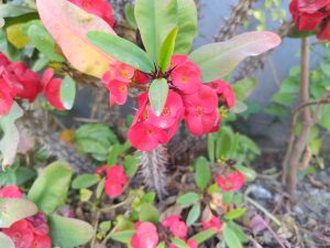 A cluster of vibrant red flowers surrounded by green leaves. 