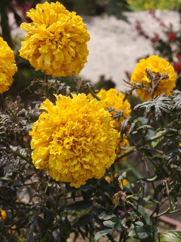 A close-up view of vibrant yellow marigold flowers, featuring large, fluffy blooms surrounded by green foliage.