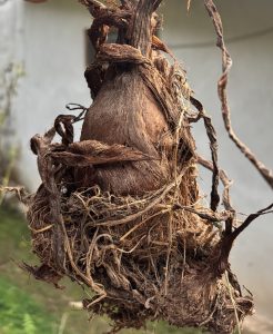 A close-up of a taro root with rough brown skin.