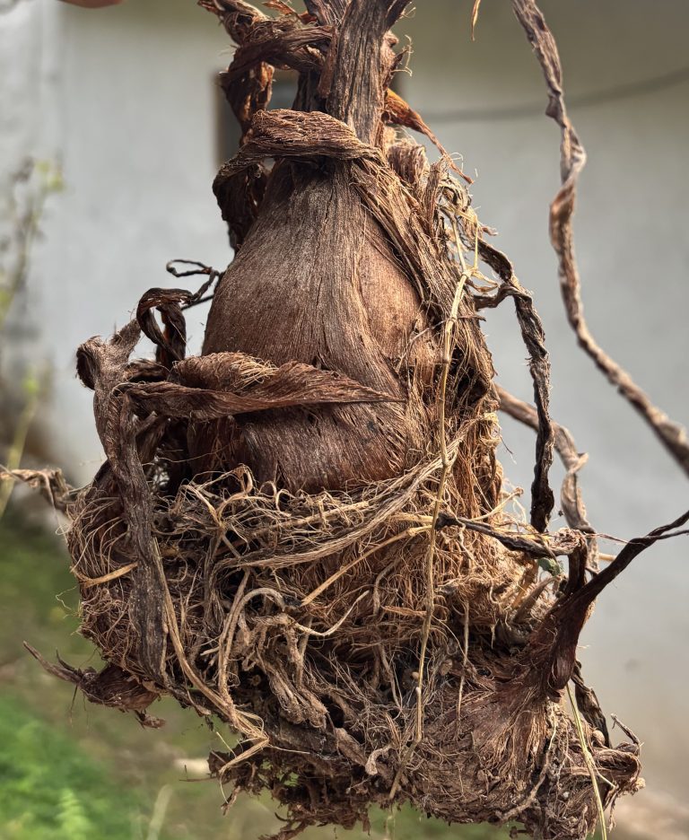 A close-up of a taro root with rough brown skin.