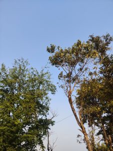 
A clear blue sky is visible above a collection of trees. 