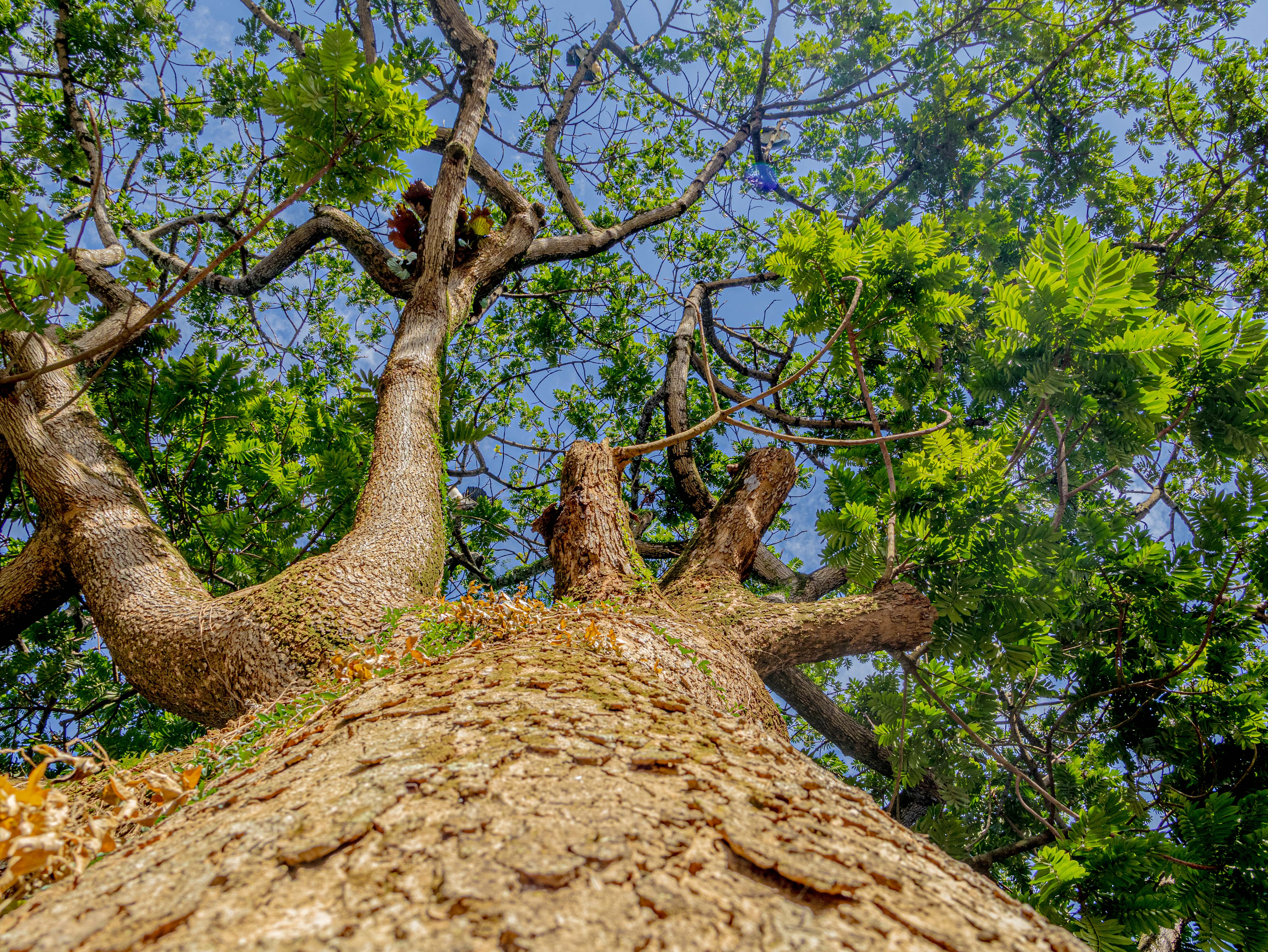 A low-angle view of a tall tree, showcasing its textured bark and wide branches adorned with vibrant green leaves.