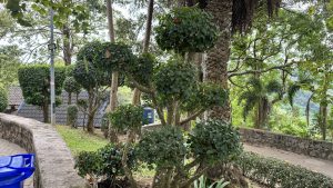 Neatly trimmed round green bushes lining a stone garden path in a lush park.