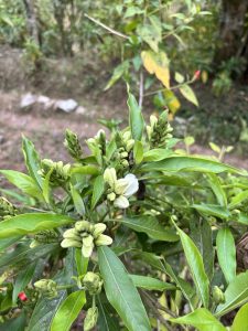 
A close-up view of a green plant with elongated, conical buds and glossy leaves.