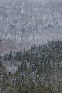 A snowy mountainside in the Catskills, with the bottom half covered in evergreen trees and the top half covered in deciduous trees.