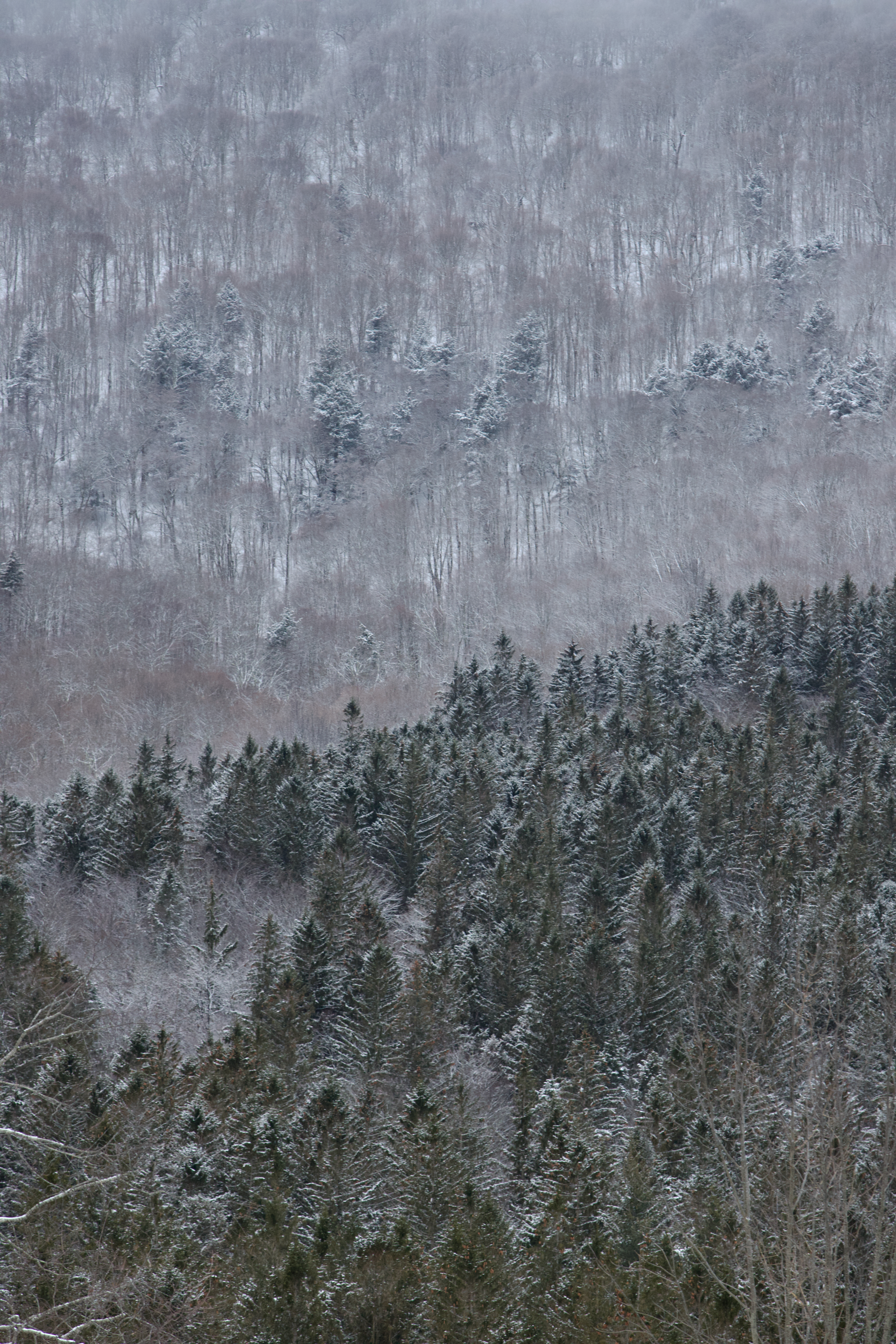 A snowy mountainside in the Catskills, with the bottom half covered in evergreen trees and the top half covered in deciduous trees.