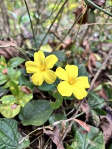 
Two bright yellow flowers are situated among green leaves in a natural setting. 