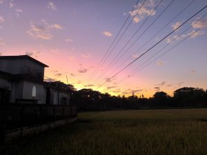 A scenic view of a vibrant sunset with pink and orange hues filling the sky. In the foreground, a lush field of rice is visible, along with a farm-style building featuring a flat roof and a staircase leading to a balcony. Power lines stretch across the sky