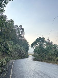 A winding road curves gently through a lush, green landscape, bordered by dense trees and plants on either side.