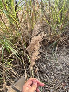 A hand is holding a decorative dried grass stem with feathery spikes, set against a background of tall green grass and dry foliage.