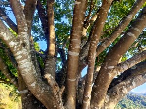 A large tree with a thick trunk and multiple sprawling branches, showcasing textured bark and vibrant green foliage against a blue sky. 